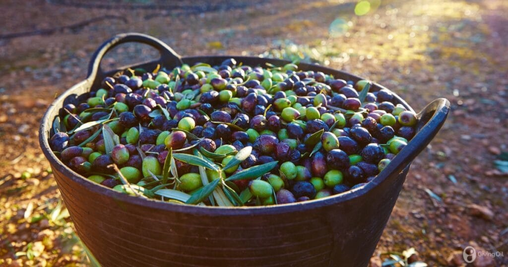 Olive Ripening: What it is and why it’s key to high-quality olive oil