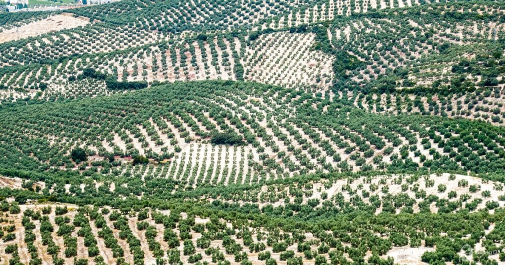 The Top olive oil producing countries: A guide for luxury buyers in the UAE
