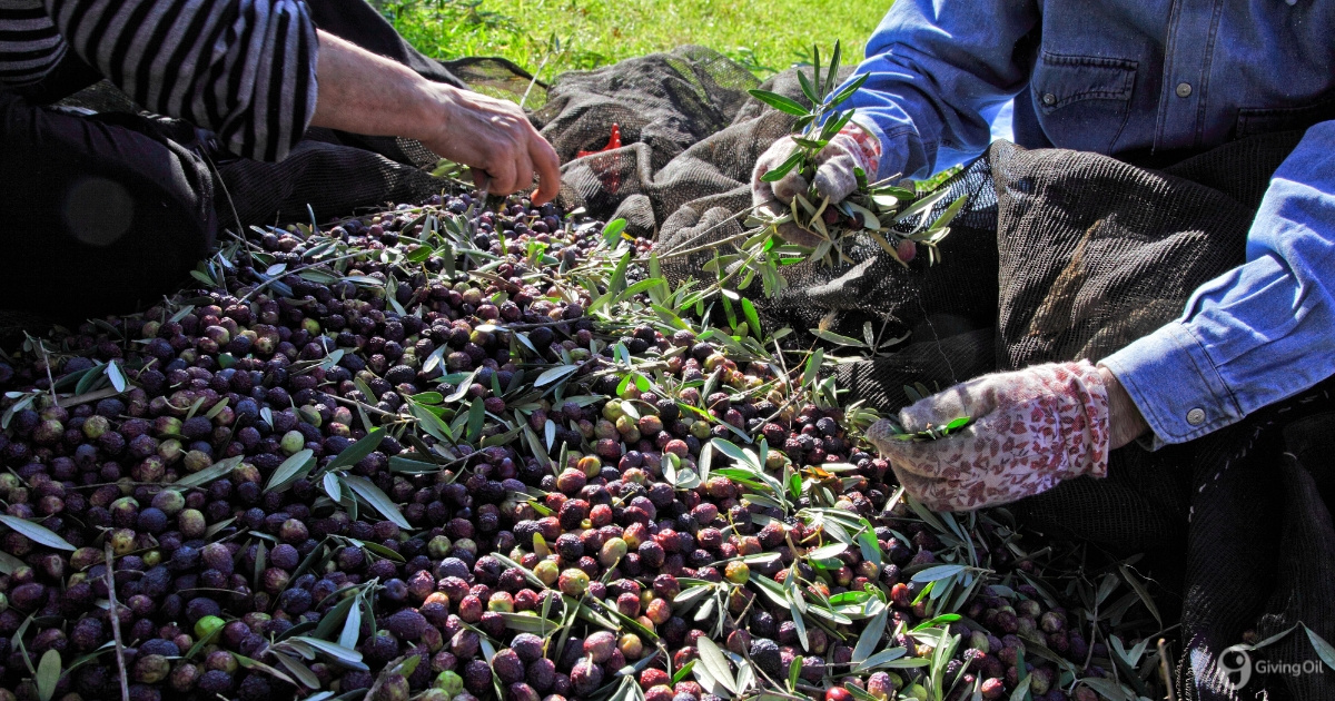 How the harvesting method affects the chemical profile of Olive Oil