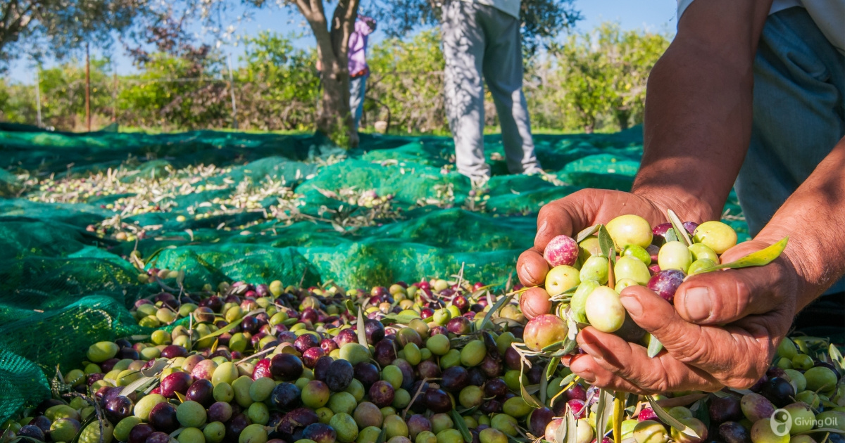 Why is Olive Oil from Spain so popular?