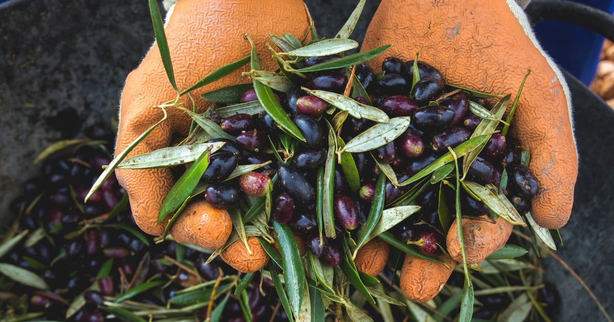 Top Spanish Olive Oil Varieties and their unique flavor profiles
